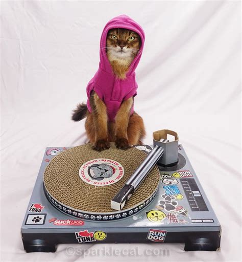 DJ Kitty Style - Summer’s Fabulous Cat Life