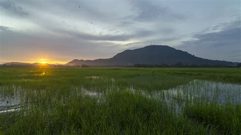 Timelapse dramatic sunrise over green paddy field 9133075 Stock Video ...