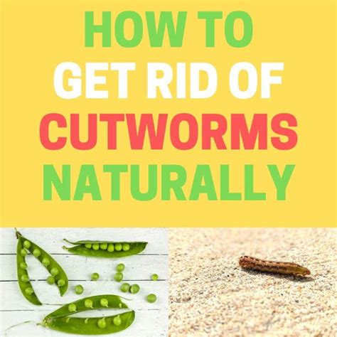 Learn how to get rid of cutworms naturally at home using these DIY ...