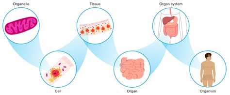 Tissues Exist Within Organs Which Exist Within Organ Systems