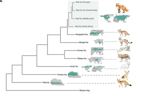 Genetic variation, selection and hybridization all contribute to desert ...