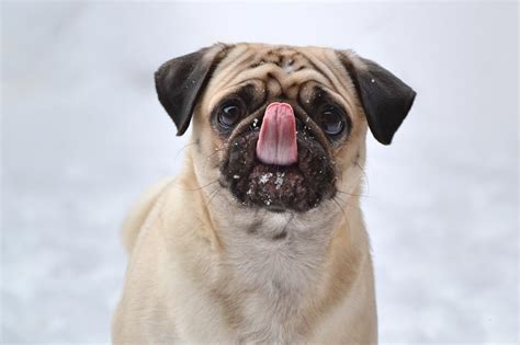 wallpaper pug, funny, sticking out tongue, dog HD : Widescreen : High ...