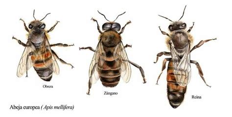 Obrera, Zángano y Reina / Apis Melifera | Abejas, Clases de abejas ...