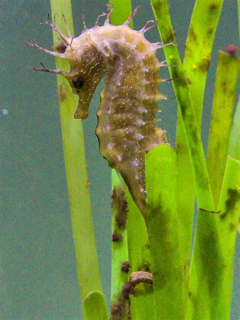 Long-Snouted Seahorse - Profile | Traits | Habitat | Breeding - SeaFish