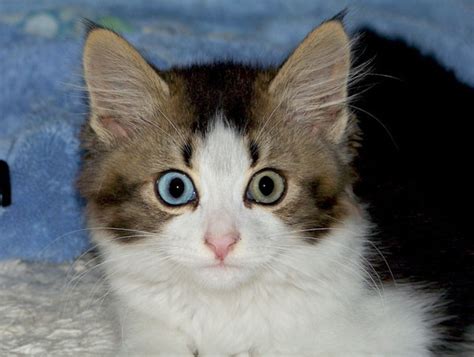 Beautiful Odd-eyed Cat Rescued from Car, Found Hope - Love Meow