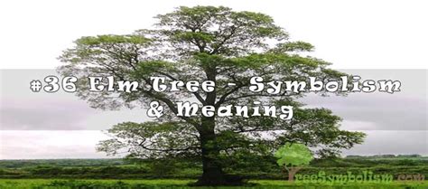 #36 Elm Tree – Symbolism & Meaning