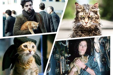 Famous Cat Performances in Movies, Ranked