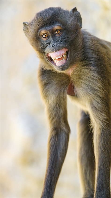 Monkey Smiling Meme