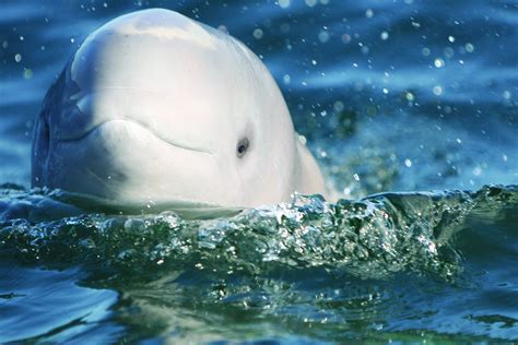 Five Fascinating Facts About Beluga Whales