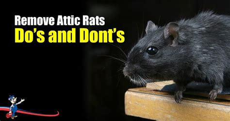 Are Rats in Your Attic Really Dangerous or Just an Inconvenience?