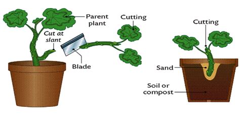 Asexual Reproduction In Plants - Class 7, Reproduction in Plants, Science