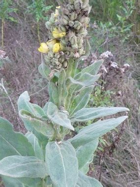 Mullein: Pictures, Flowers, Leaves & Identification | Verbascum thapsus