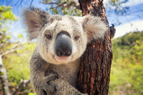 Vivir en Australia: ¡10 motivos para mudarte al país de los koalas ...