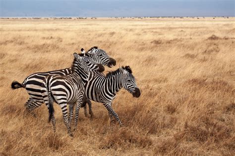 Ngorongoro in August | Discover Africa Safaris