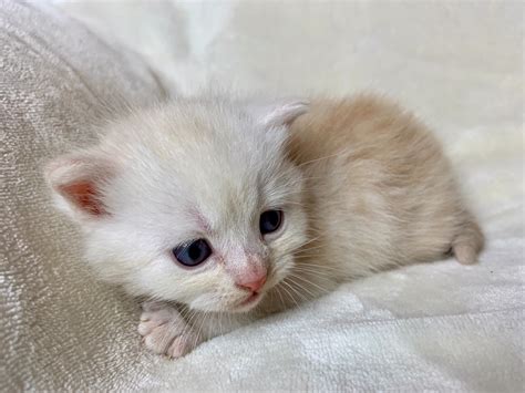 Munchkin Teacup Cat Breeds - Cat's Blog