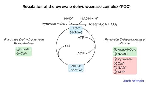 Acetyl Coa Production - Citric Acid Cycle - MCAT Content