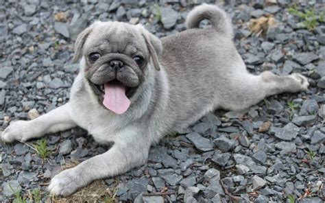 Cute Silver Pug Puppy | Pug puppies, Cute pugs, Animals