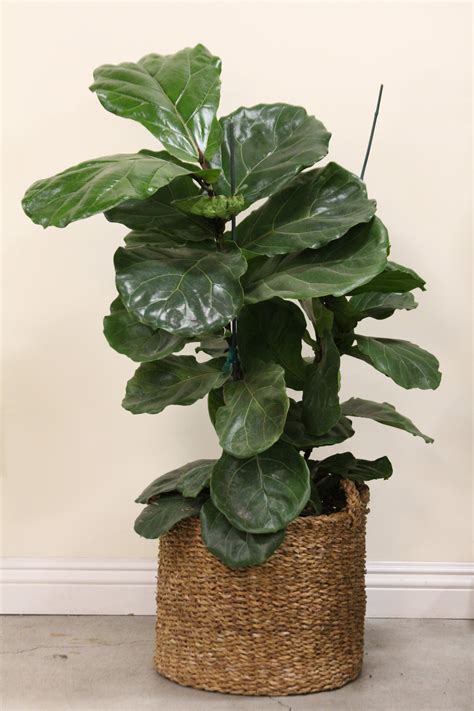 Fiddle Leaf Fig Tree Care Watering / Fiddle Leaf Fig Care: 7 Tips to ...