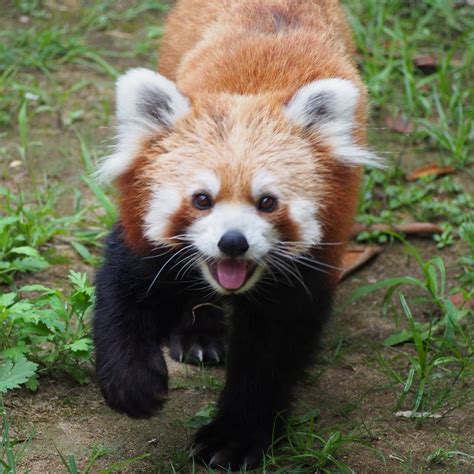 Red Panda at Ishikawa Zoo in Nomi, Japan on August 19, 2018 (originally ...