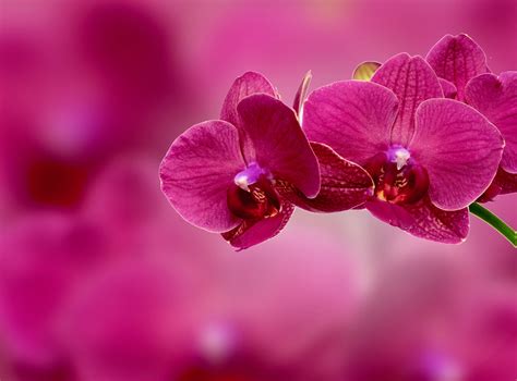 Pink flowers, Orchid, Flower, Petals HD wallpaper | Wallpaper Flare