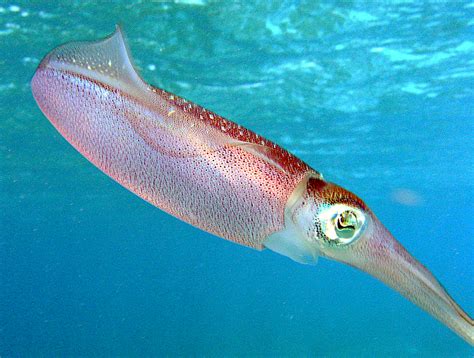 File:Caribbean reef squid.jpg - Wikipedia