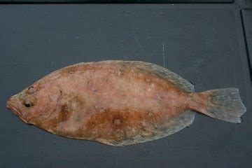 Flatfish List | Planet Sea Fishing