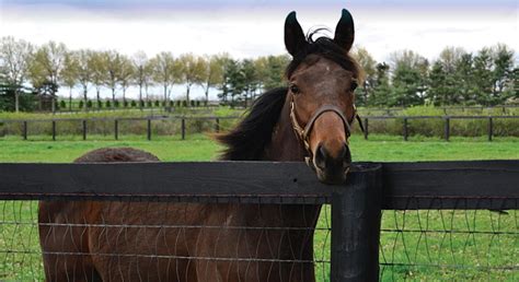 Best Wire Fencing for Horses (Types, Benefits, Tips, etc.) - Horse Rookie