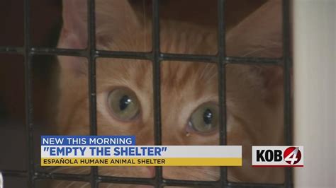 Española animal shelter aims to 'Empty the Shelter' this week - KOB.com