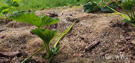 How to Grow New Strawberry Plants from Runners