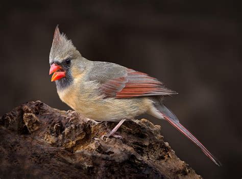 Female Red Cardinal by Steve Zimic | Red cardinal, Cardinal, Female