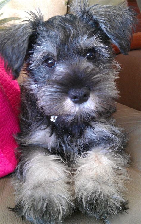 Cute #miniature schnauzer puppy! | Miniature schnauzer puppies ...