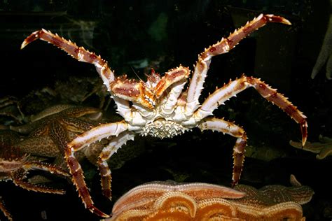 Red King Crab | NOAA Fisheries