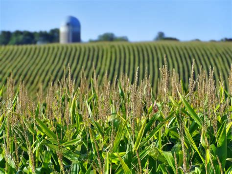 The Problems of Industrial Agriculture, Now and for the Future