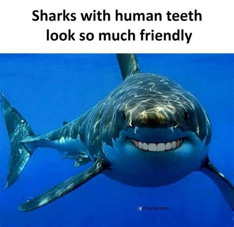 Pin by Jennifer Booth on Dental humor | Sharks with human teeth, Memes ...