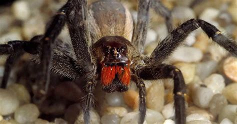 Brazilian wandering spider: Top 10 things you need to know about world ...