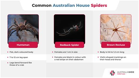 Australian Spiders