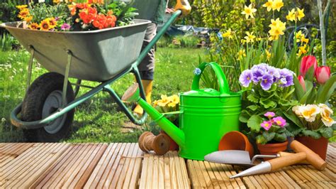 Cuida las plantas del sol: 3 consejos para conservarlas en buen estado ...