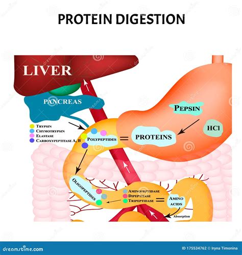 Metabolism Illustration Royalty-Free Cartoon | CartoonDealer.com #109311335