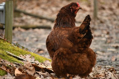 Poop Problems with Backyard Chickens - The Pioneer Chicks