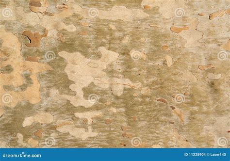 The sycamore tree bark stock photo. Image of backgrounds - 11225904