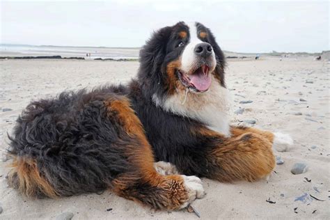 Bernese Mountain Dog Lifespan: How Long Do Bernese Mountain Dogs Live ...