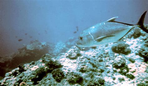 Giant trevally (Caranx ignobilis)