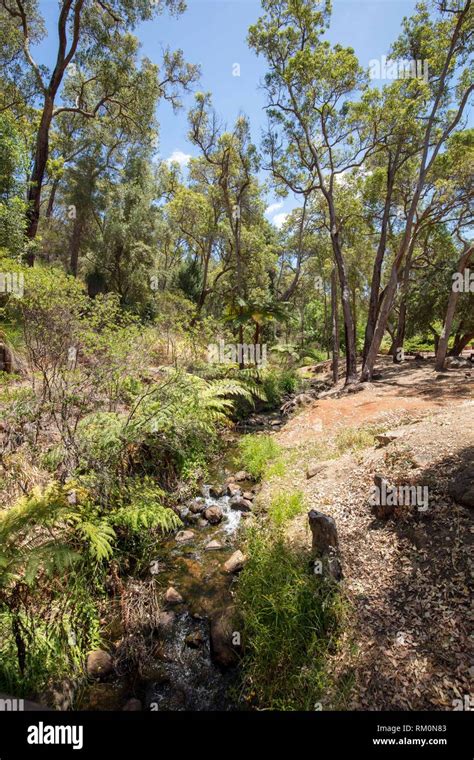 Natural stream and Australian bushland plants, trees and ancient rock ...