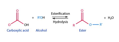 Biomolecules | Sci-Pi Tutor