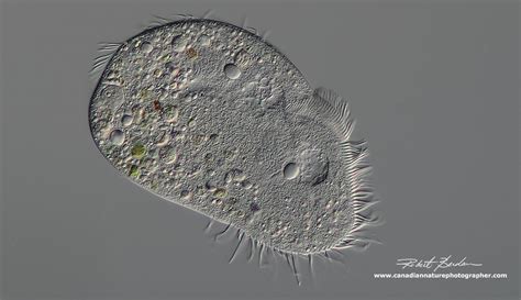 Ciliates Under Microscope