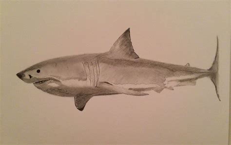 Great white shark by Paul Hill | Great white shark, Shark, White sharks