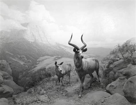 Hiroshi Sugimoto: Dioramas | Fraenkel Gallery