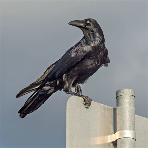 Australian Raven / Corvus coronoides photo call and song