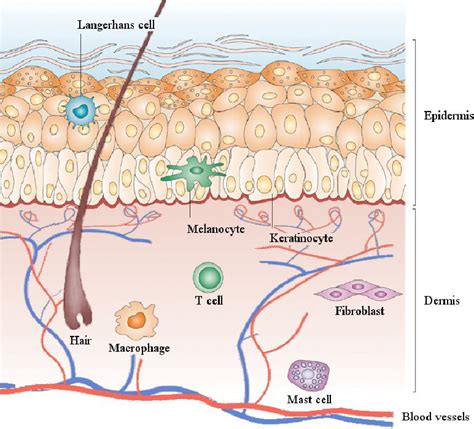 Figure 1 from Cutaneous Wound Healing Excessive Cutaneous Wound Healing ...