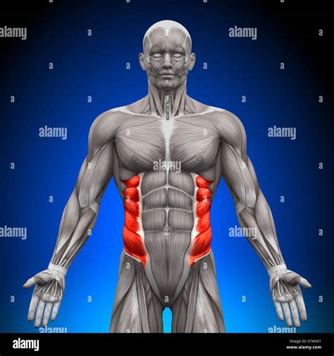 External Oblique - Anatomy Muscles Stock Photo - Alamy